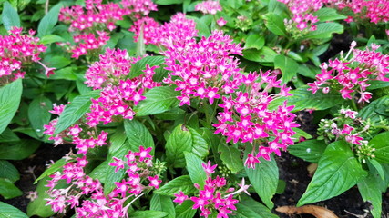 pink flowers in the garden