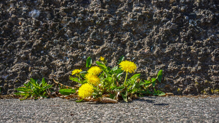 Löwenzahn wächst zwischen Steinmauer und geteertem Bordstein heraus. Gelbe Blüten mit grünen...