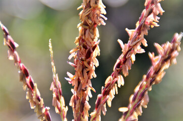 A interessante flor do milho no campo