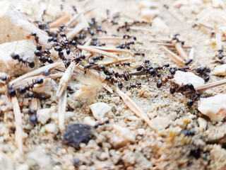 ants workers working delivering things to their nest through a road