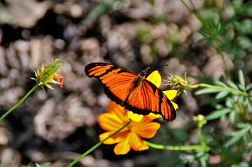 Dryas Julia na flor de cosmos no campo