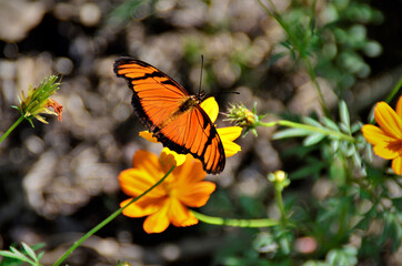 No jardim a borboleta Dryas Julia na flor de cosmos
