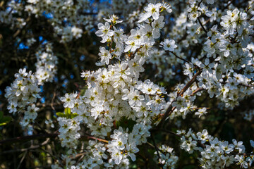 Meer weißer Kirschblüten wachsen als Busch, Nahaufnahme im Frühjahr, Deutschland.