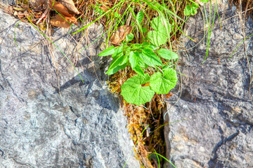 Green plant growing up through the stone rock . Fragile vegetation grows in stone