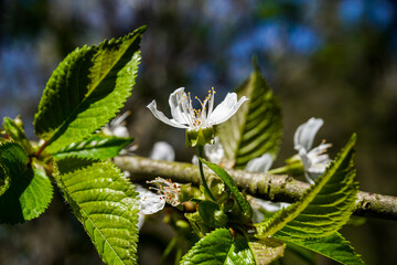 Fototapete bei efototapeten.de bestellen   