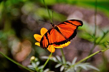 Uma linda borboleta Dryas Julia na flor de cosmos no campo