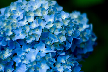 紫陽花②