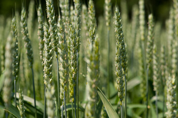 background
green spikelets in the field