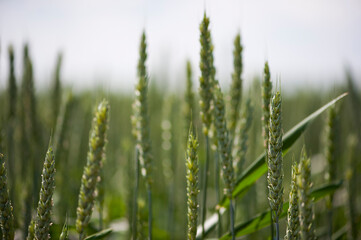 background with green spikelets closeup