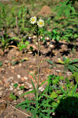 Na horta Lactuca canadensis com flor amarela