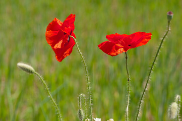 
red poppy flowers in green grass