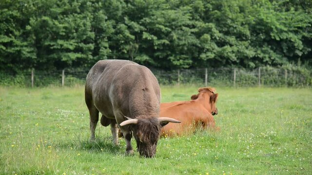 Bull in field in Barrow-in-furness, Cumrbia, England, UK