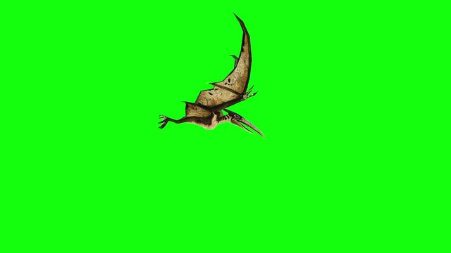 pterodactyl fly 3d animation. green screen 4k footage.