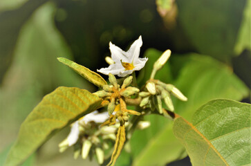 Fototapeta na wymiar Flor da Solanum paniculatum desabrochando no campo