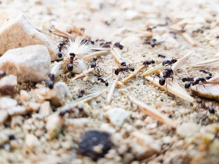 ants workers working delivering things to their nest through a road