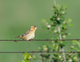 Grasshopper Sparrow  Sitting on a Fence Wire