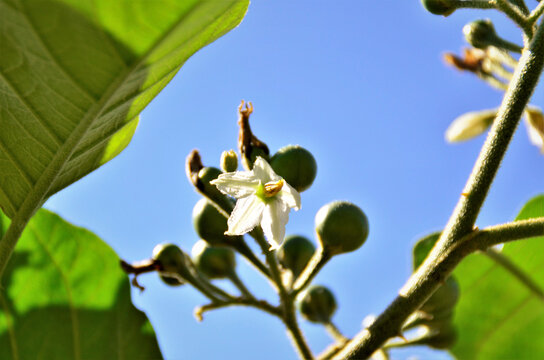 Flor E Frutos Da Solanum Paniculatum No Campo