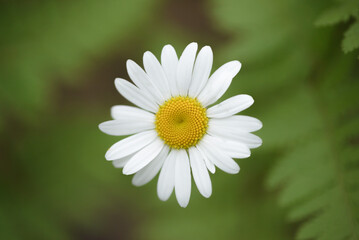 Bright white Chamomile flower in juicy green fern leaves. Summer and spring concept, copy space
