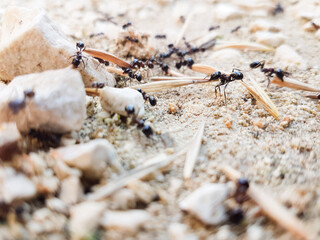 ants workers working delivering things to their nest through a road