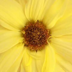 Yellow Daisy close up detail in natural light