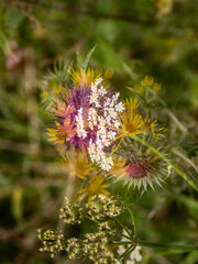  OVERLAY RAW IMAGES ON A RAINY DAY