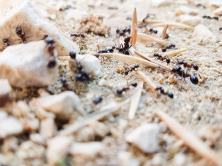 ants workers working delivering things to their nest through a road