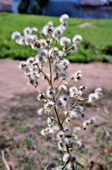 Sementes voadoras de uma planta silvestre no campo