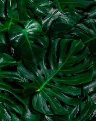 Naklejka na ściany i meble Creative tropical green leaves plam monstera and fean layout. Nature spring concept. Flat lay.
