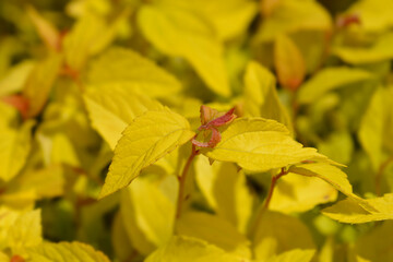 Japanese Spirea Golden Princess