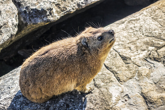 Rock hyrax (Procavia capensis) or dassie (rock badger, rock rabbit, Cape hyrax) on the rock on Table Mountain. Table Mountain overlooking the city of Cape Town, South Africa