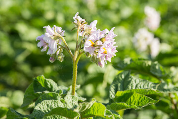 potato plant growing on the soil