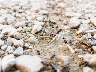 ants workers working delivering things to their nest through a road