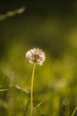 bright colored summer dandelions. Wild meadow golden flowers on sunlight background. flowering plant in the grass