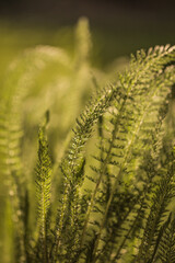 Morning light over wildflowers.Wild meadow golden flowers on sunlight background. flowering plant...