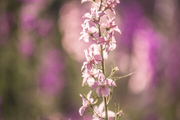 purple pink wildflowers in a meadow in the hazy summer sunshine