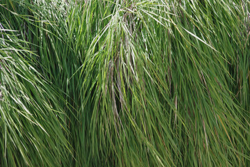 Full frame close-up view of the grass-like foliage of an evergreen tree