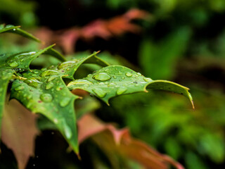 CLOSE UP RAW IMAGES ON A RAINY DAY