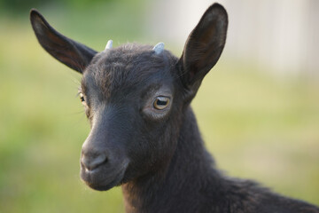 Portrait of a kid goat close-up. Rural scene, copy space, selective focus