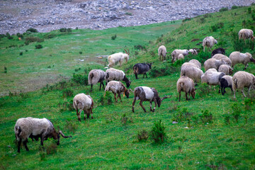 Obraz na płótnie Canvas A flock of sheep in Qinghai