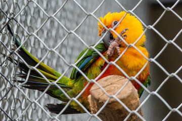 Beautiful colorful Parrot in captivity © nedomacki