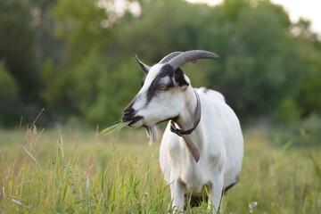 A female goat grazes in the lush tall grass at sunset. Rural scene, copy space, selective focus.