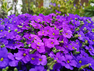 purple flowers in the garden