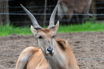 Common Eland (Taurotragus oryx) is the largest of the African antelope species.