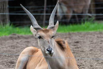 Fototapeten Antilope Common Eland (Taurotragus oryx) is the largest of the African antelope species.  © nedomacki