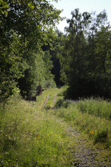 path in the woods