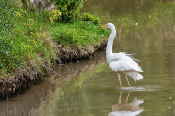 Great egret also known as the common egret, large egret, great white egret or great white heron  © nedomacki
