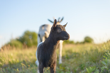 A small goat  at sunset. Rural scene, copy space, selective focus