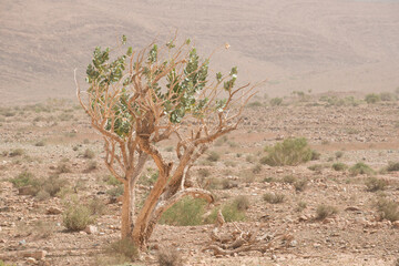 argan tree (Argania spinosa) lonely in the mountains