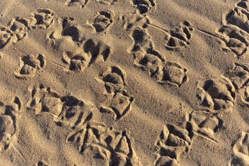 La piste de danse des Oiseaux