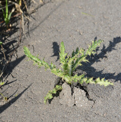 A strong plant shoots up trough a thick layer of asphalt